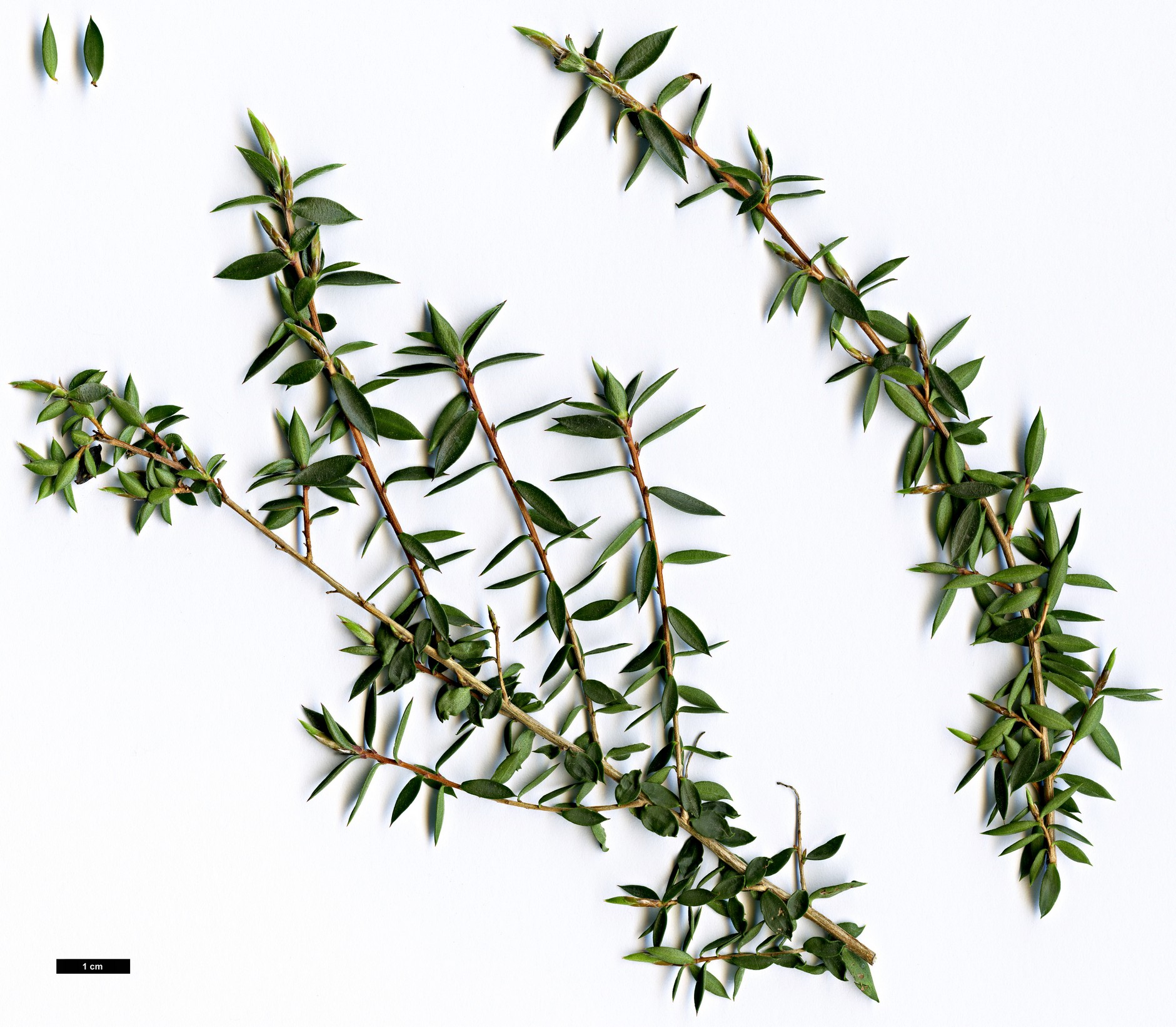 High resolution image: Family: Myrtaceae - Genus: Melaleuca - Taxon: alternifolia
