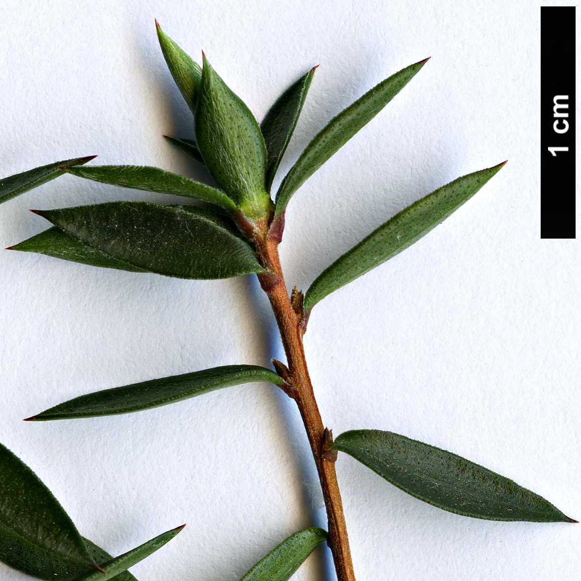 High resolution image: Family: Myrtaceae - Genus: Melaleuca - Taxon: alternifolia