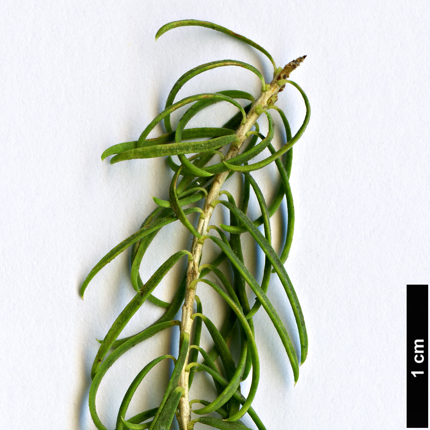 High resolution image: Family: Myrtaceae - Genus: Melaleuca - Taxon: armillaris