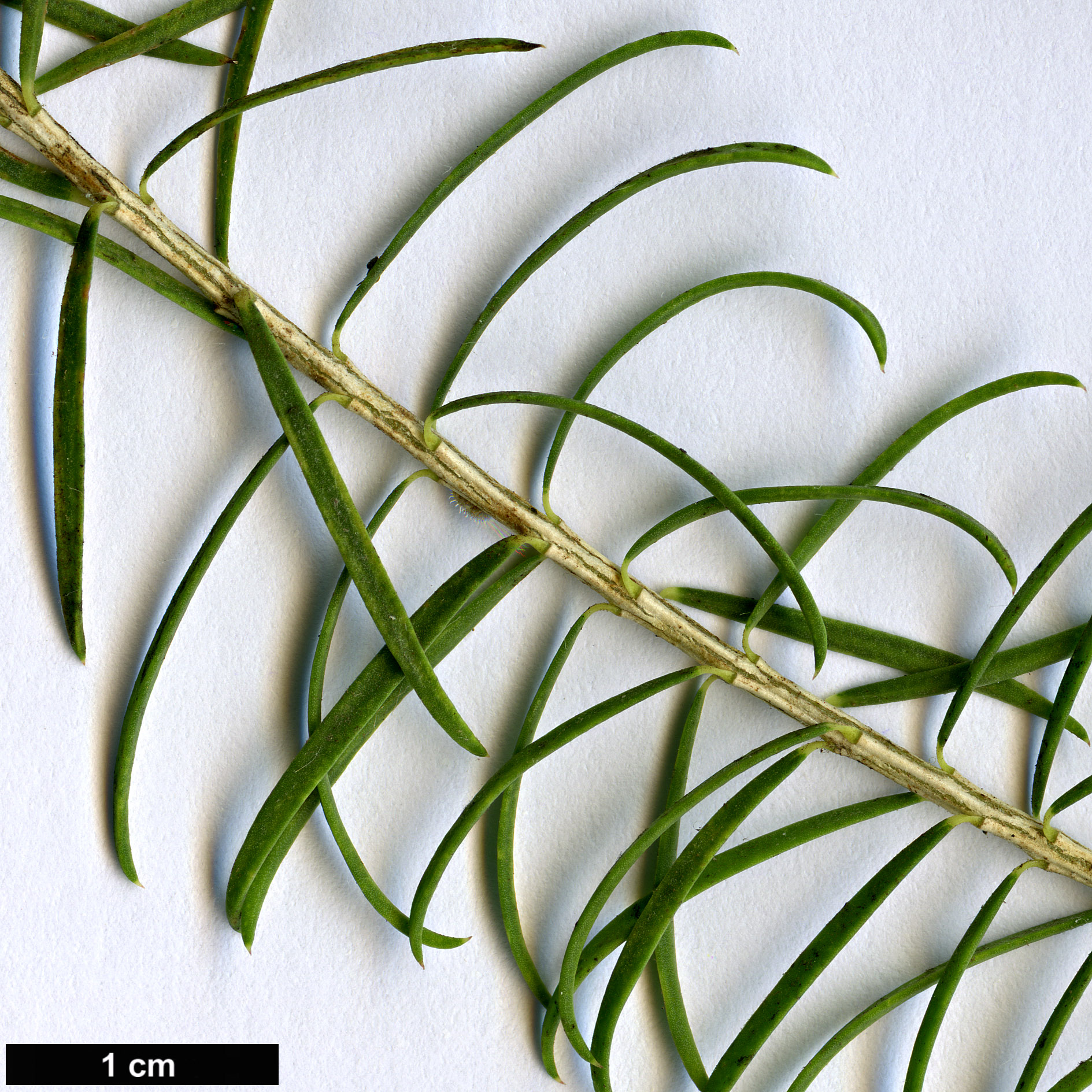 High resolution image: Family: Myrtaceae - Genus: Melaleuca - Taxon: armillaris