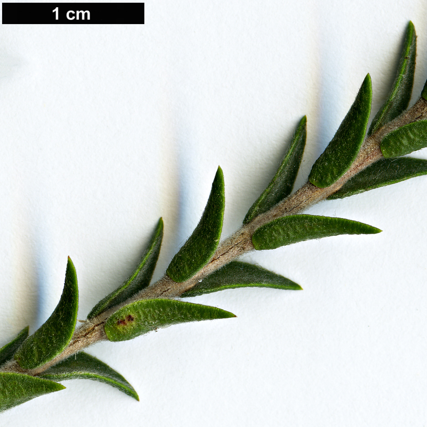 High resolution image: Family: Myrtaceae - Genus: Melaleuca - Taxon: coccinea