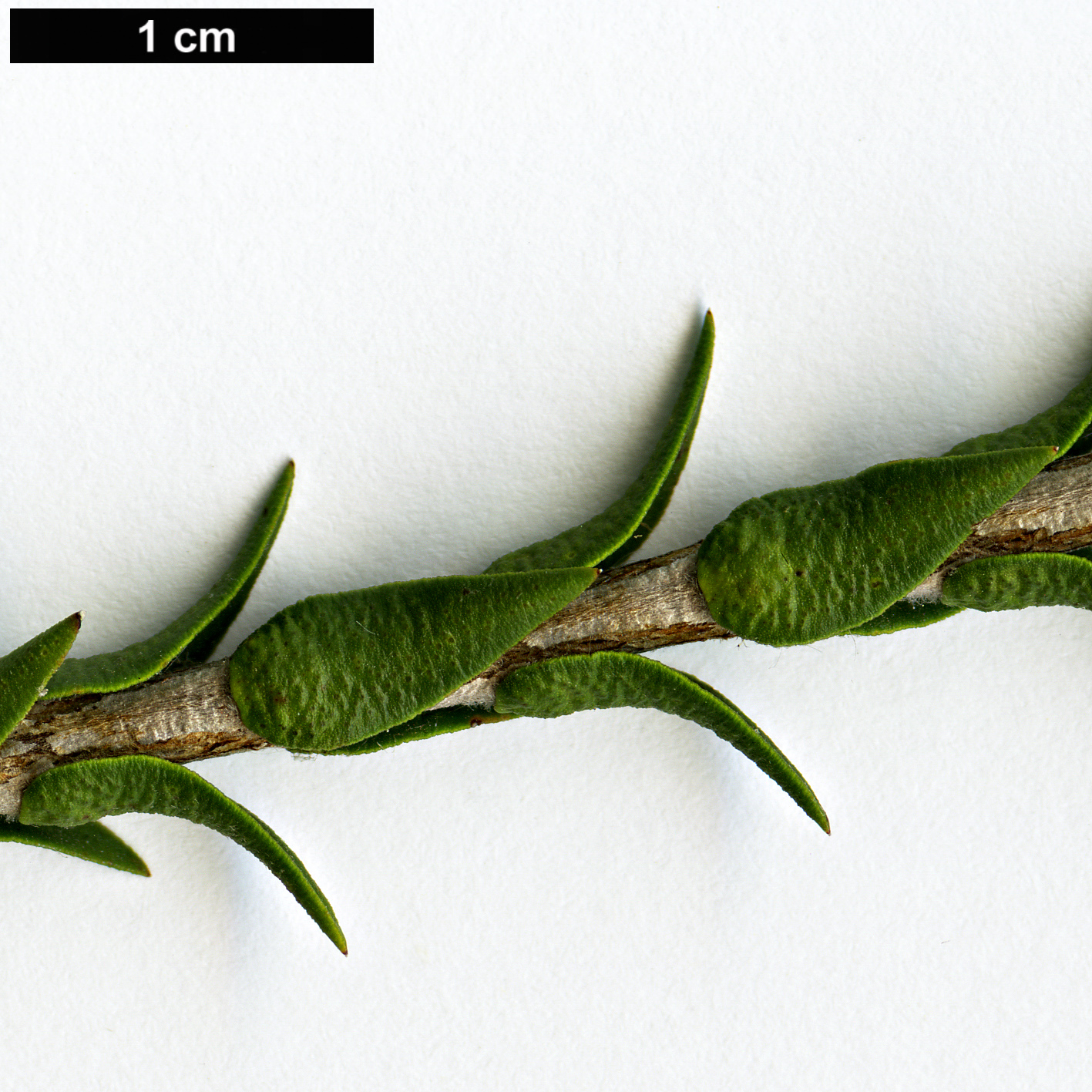 High resolution image: Family: Myrtaceae - Genus: Melaleuca - Taxon: coccinea