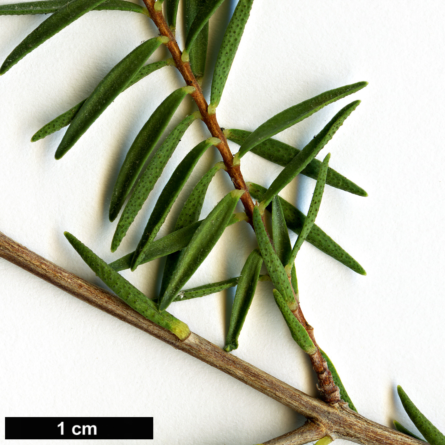 High resolution image: Family: Myrtaceae - Genus: Melaleuca - Taxon: decussata