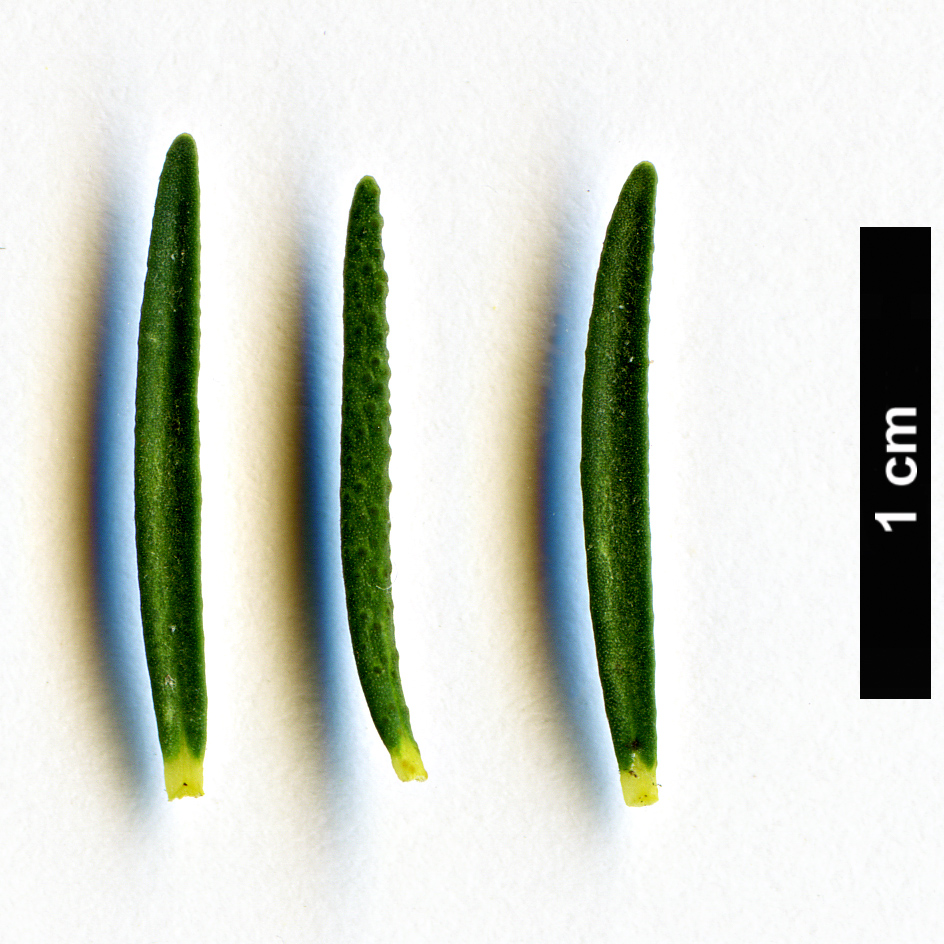 High resolution image: Family: Myrtaceae - Genus: Melaleuca - Taxon: decussata