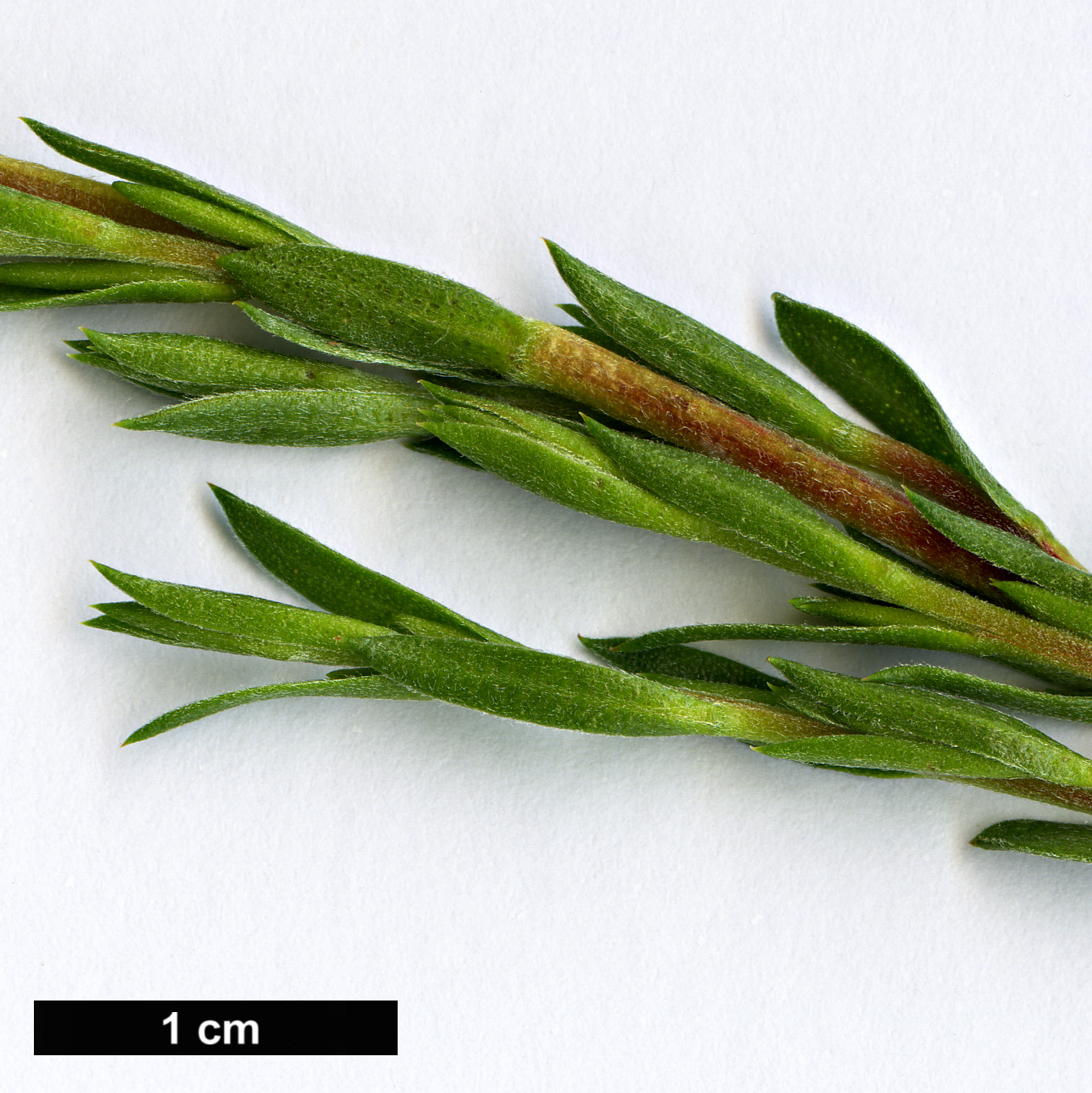 High resolution image: Family: Myrtaceae - Genus: Melaleuca - Taxon: diosmatifolia