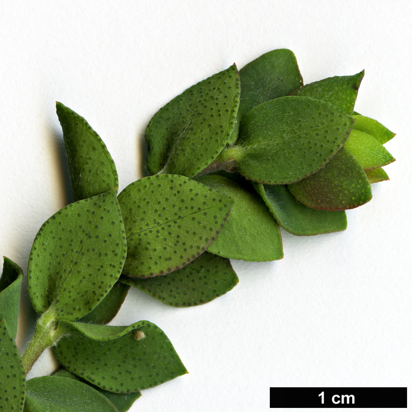 High resolution image: Family: Myrtaceae - Genus: Melaleuca - Taxon: elliptica