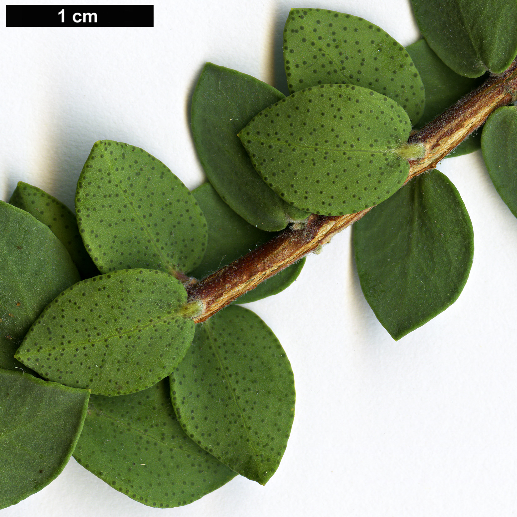 High resolution image: Family: Myrtaceae - Genus: Melaleuca - Taxon: elliptica