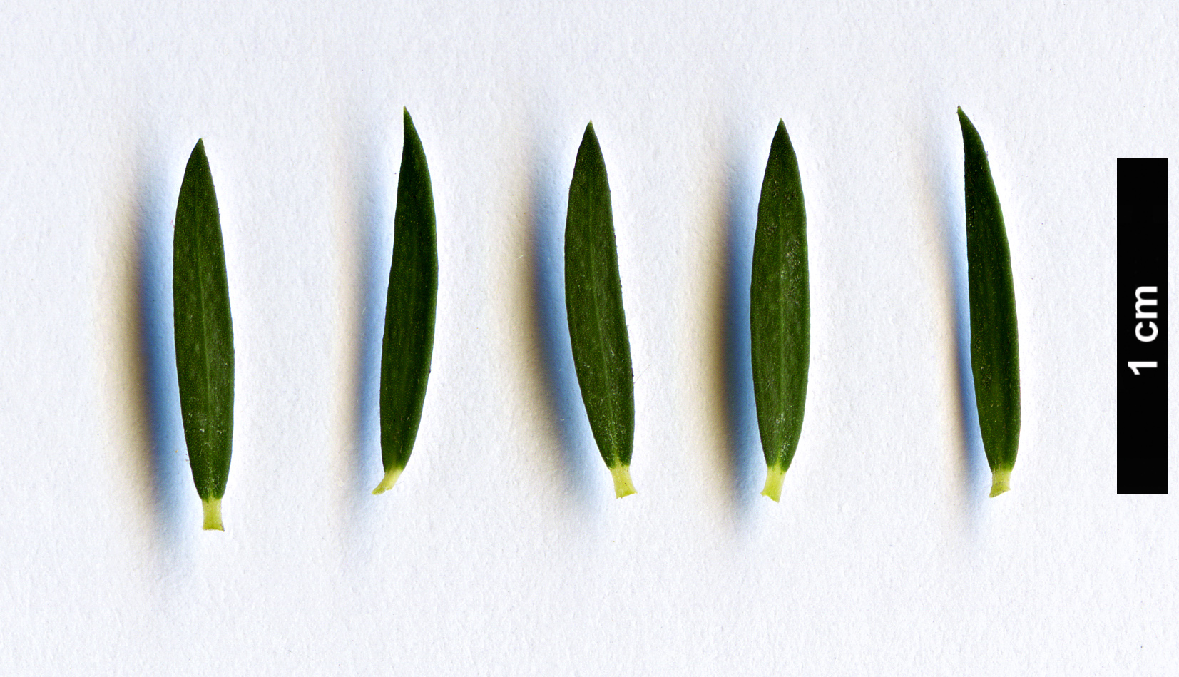 High resolution image: Family: Myrtaceae - Genus: Melaleuca - Taxon: ericifolia
