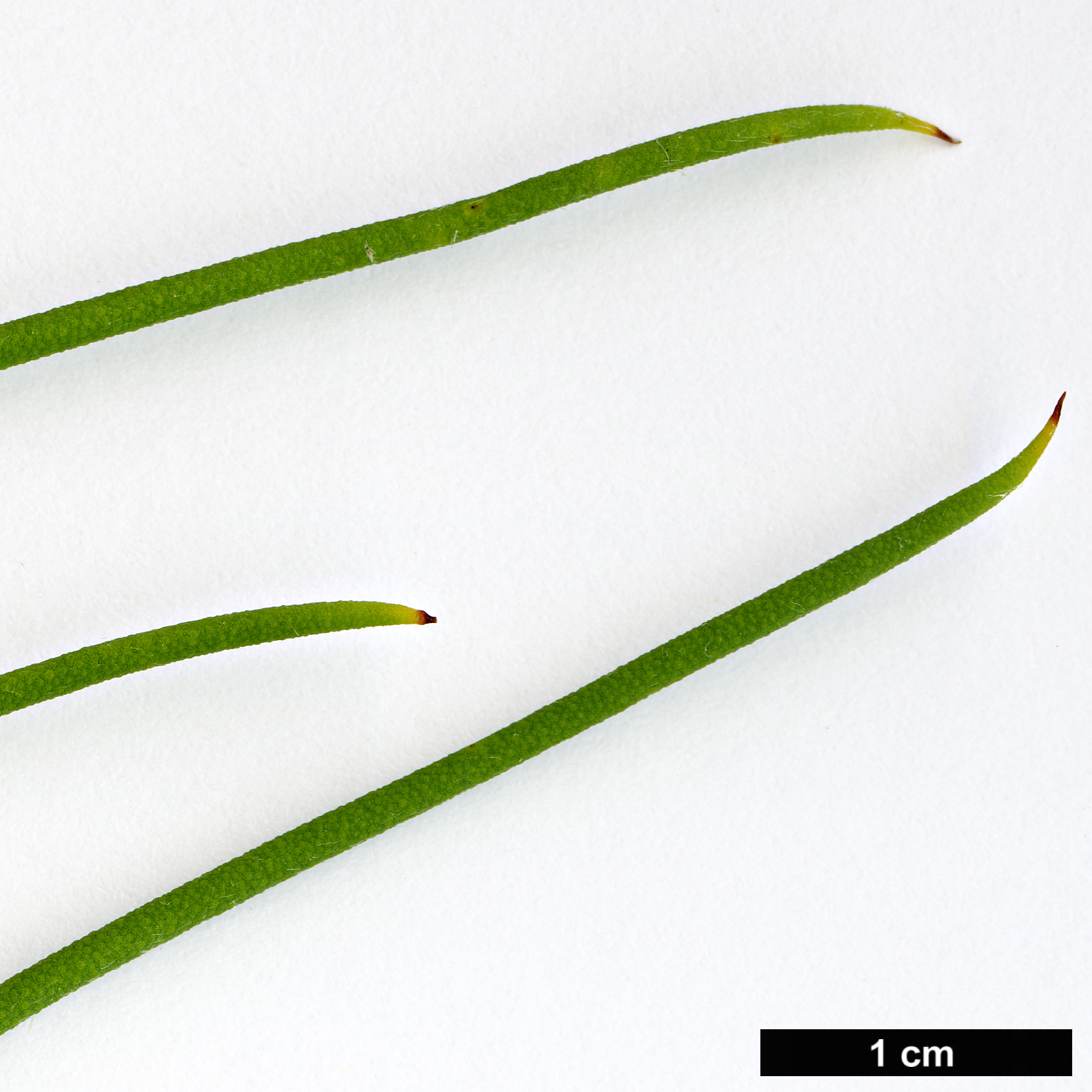 High resolution image: Family: Myrtaceae - Genus: Melaleuca - Taxon: filifolia