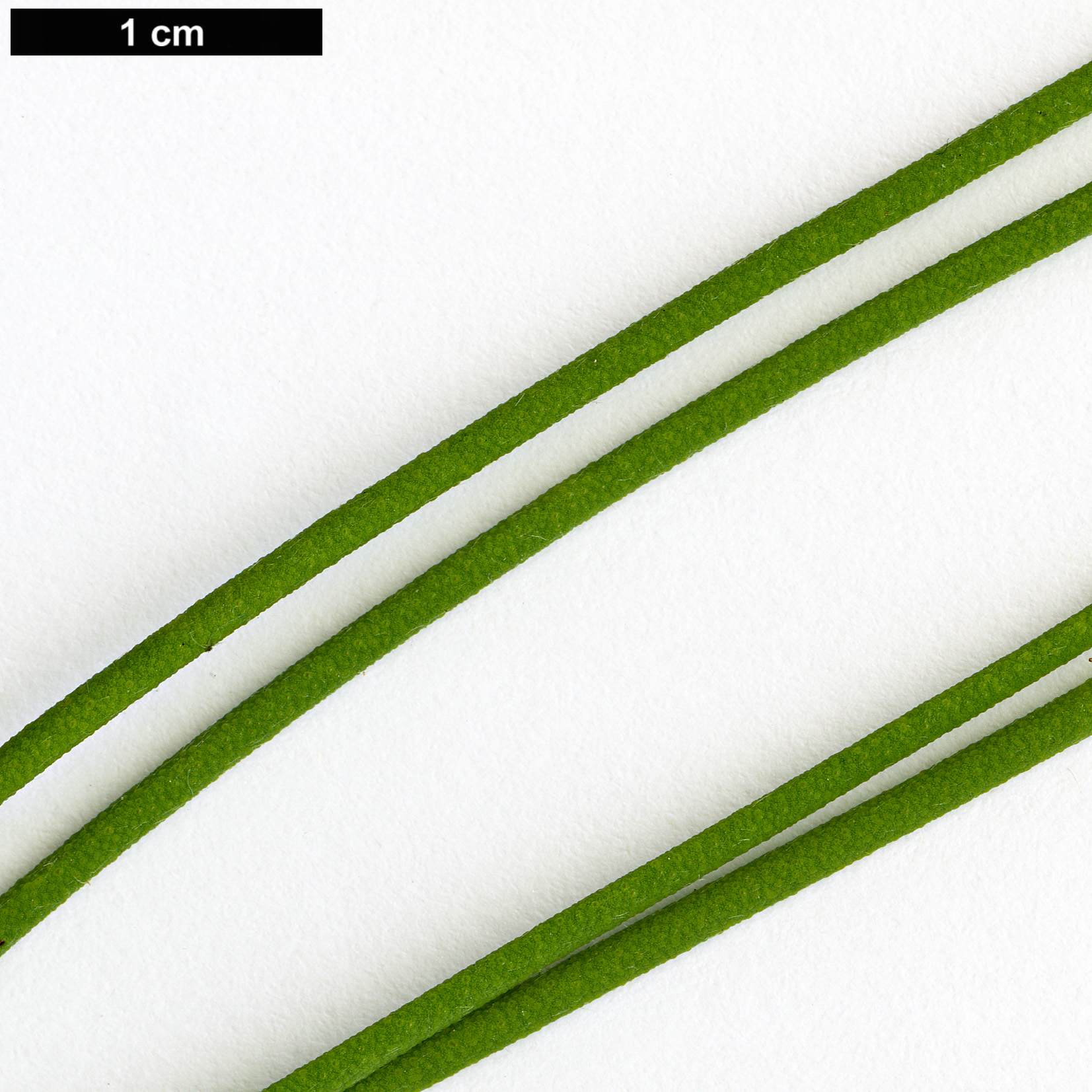 High resolution image: Family: Myrtaceae - Genus: Melaleuca - Taxon: filifolia
