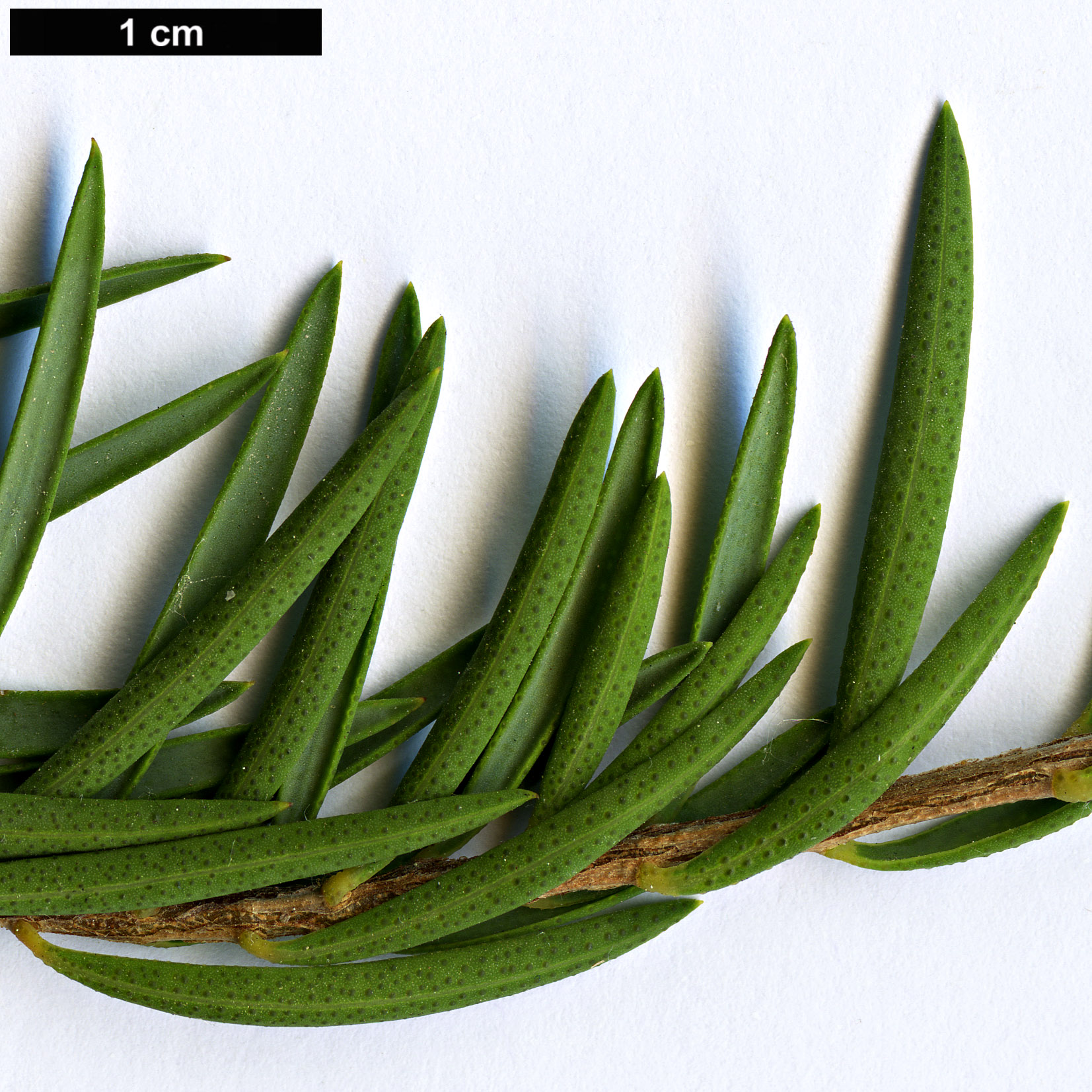 High resolution image: Family: Myrtaceae - Genus: Melaleuca - Taxon: fulgens