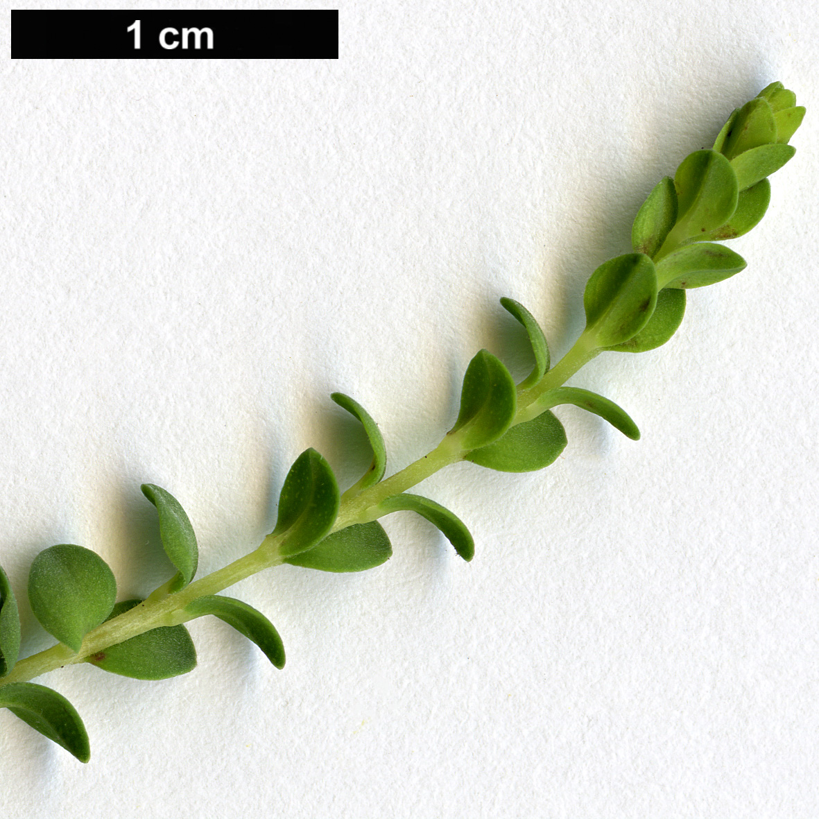 High resolution image: Family: Myrtaceae - Genus: Melaleuca - Taxon: gibbosa