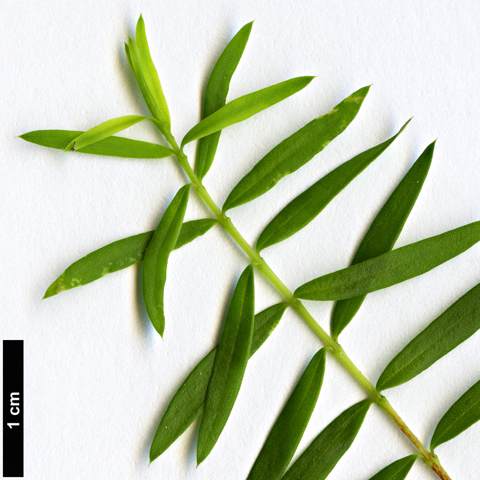 High resolution image: Family: Myrtaceae - Genus: Melaleuca - Taxon: glaberrima