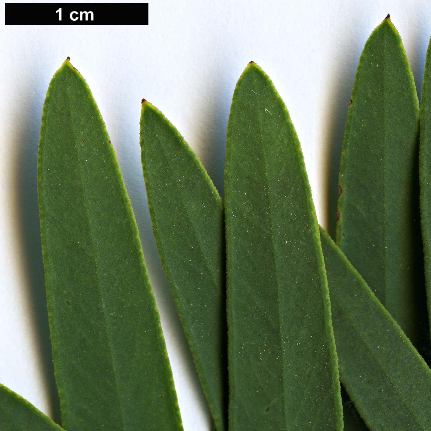 High resolution image: Family: Myrtaceae - Genus: Melaleuca - Taxon: glauca