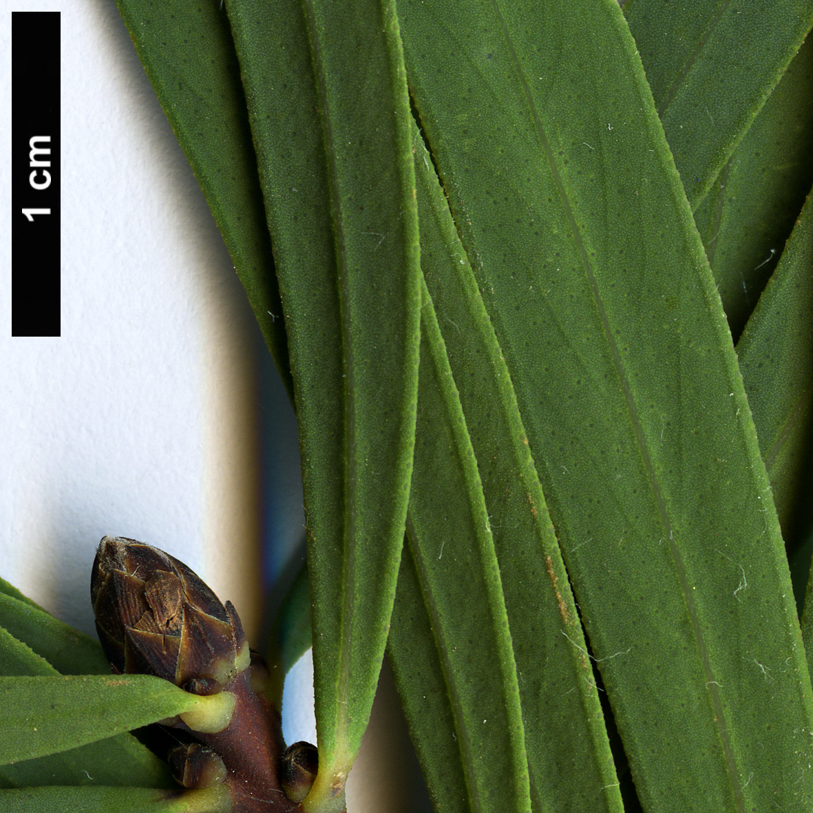 High resolution image: Family: Myrtaceae - Genus: Melaleuca - Taxon: glauca