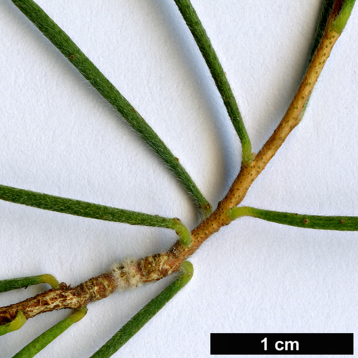 High resolution image: Family: Myrtaceae - Genus: Melaleuca - Taxon: glomerata