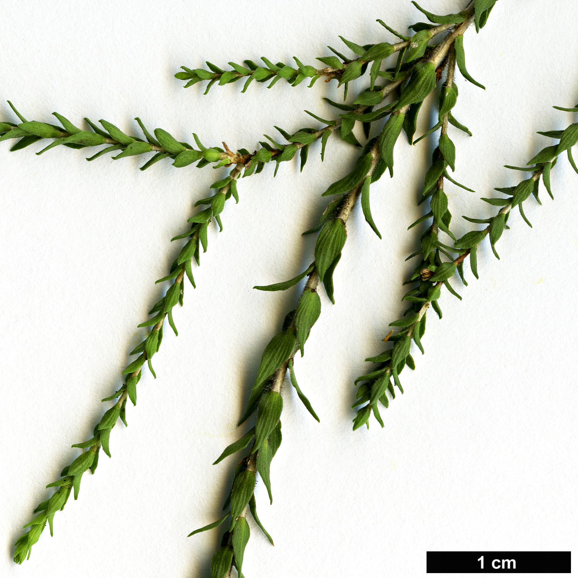 High resolution image: Family: Myrtaceae - Genus: Melaleuca - Taxon: huegelii