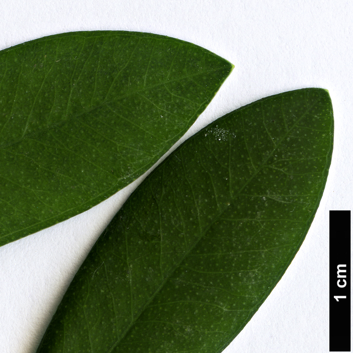 High resolution image: Family: Myrtaceae - Genus: Melaleuca - Taxon: hypericifolia