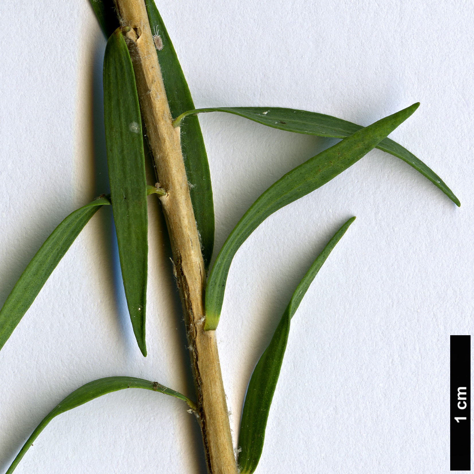 High resolution image: Family: Myrtaceae - Genus: Melaleuca - Taxon: lateritia