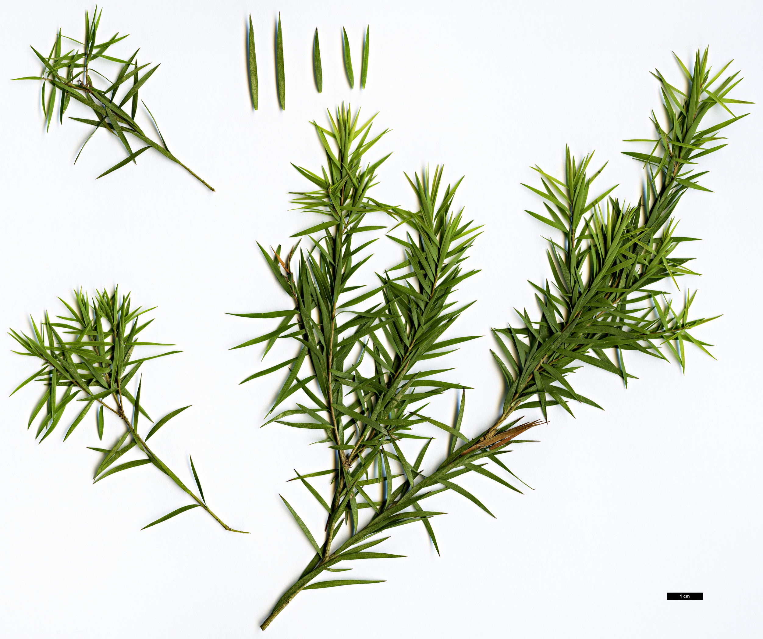 High resolution image: Family: Myrtaceae - Genus: Melaleuca - Taxon: linariifolia