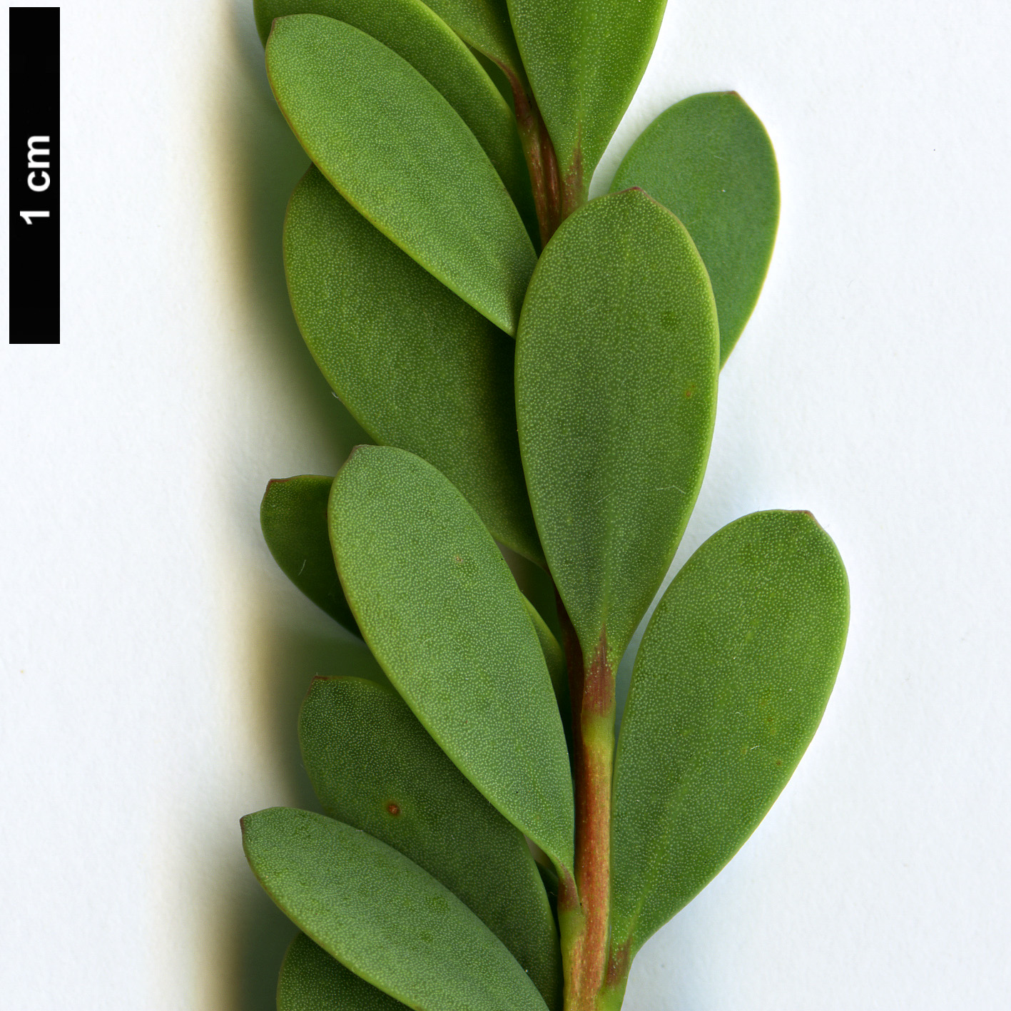 High resolution image: Family: Myrtaceae - Genus: Melaleuca - Taxon: nesophila