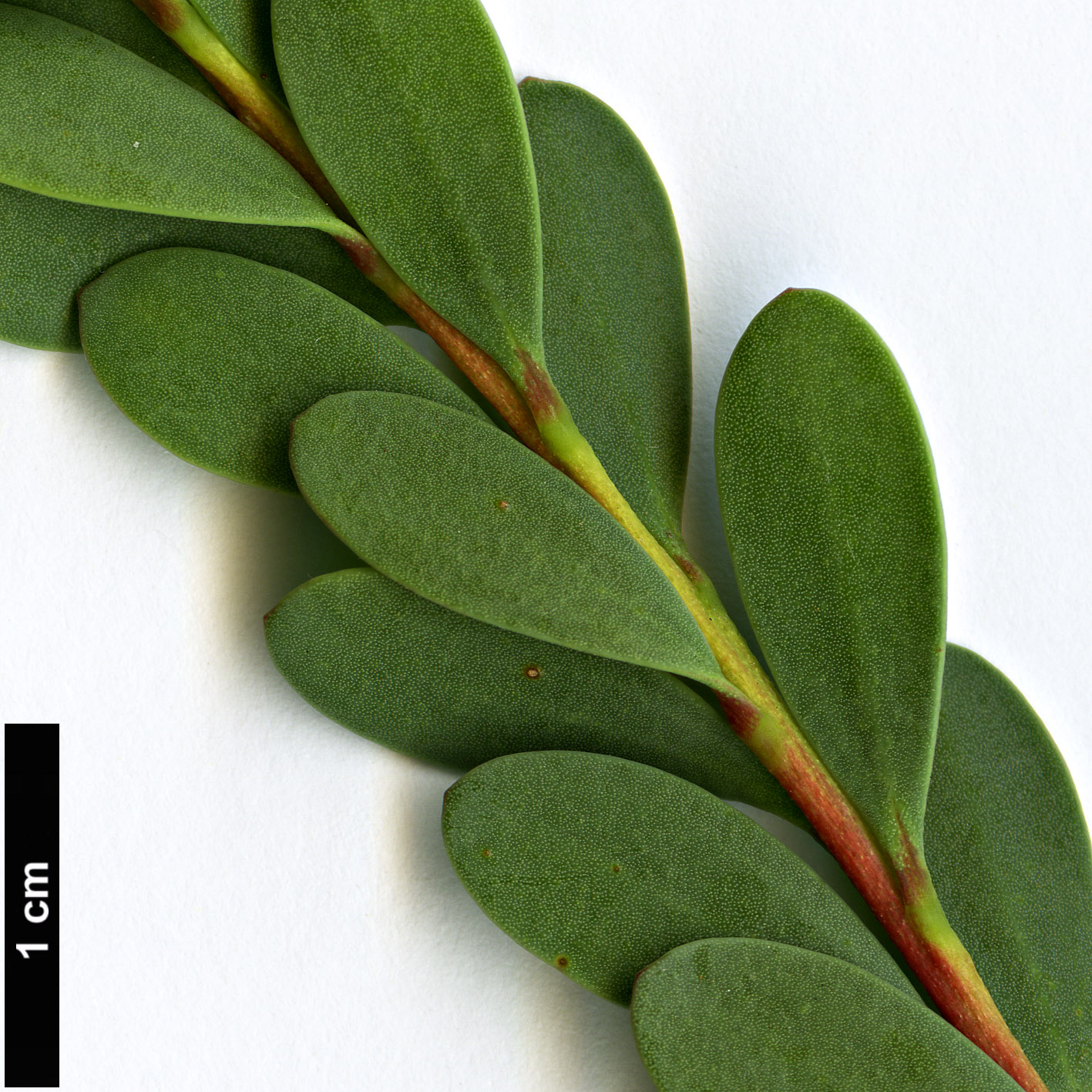 High resolution image: Family: Myrtaceae - Genus: Melaleuca - Taxon: nesophila