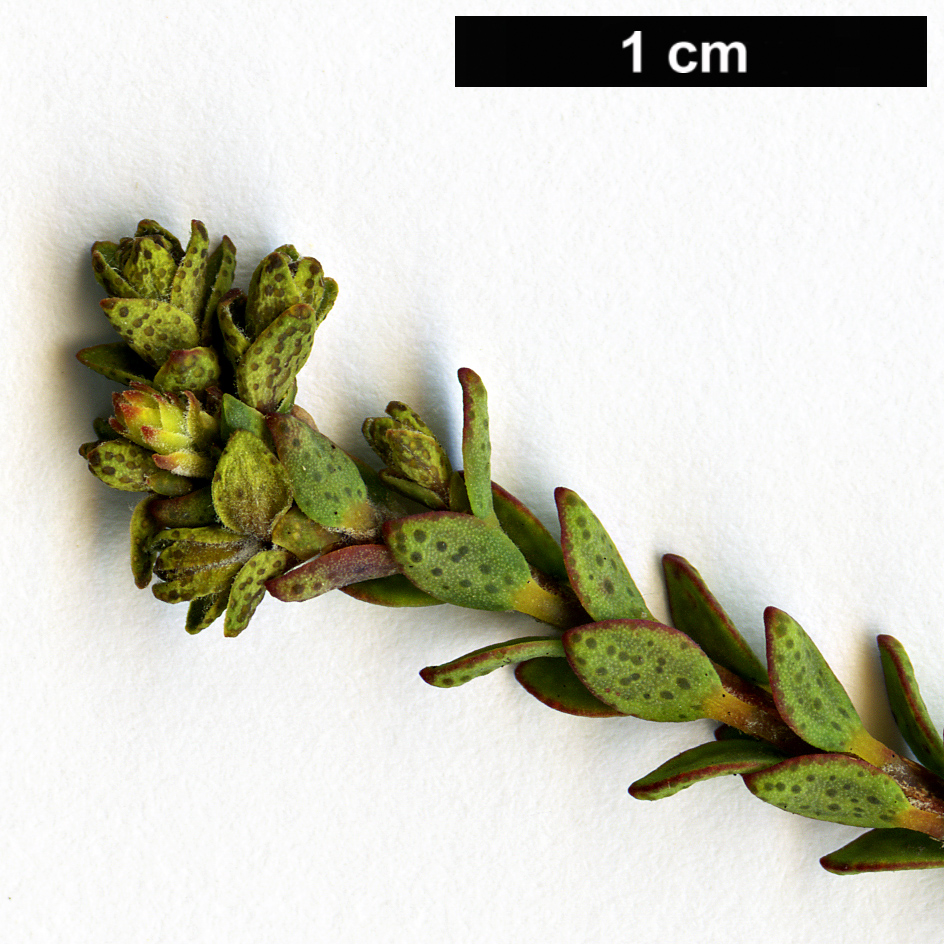 High resolution image: Family: Myrtaceae - Genus: Melaleuca - Taxon: pulchella