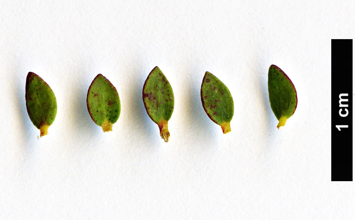 High resolution image: Family: Myrtaceae - Genus: Melaleuca - Taxon: pulchella