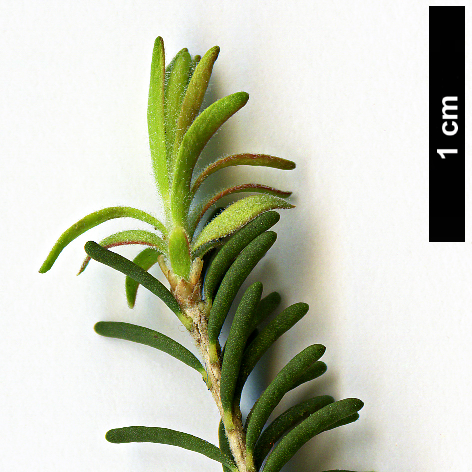 High resolution image: Family: Myrtaceae - Genus: Melaleuca - Taxon: pustulata