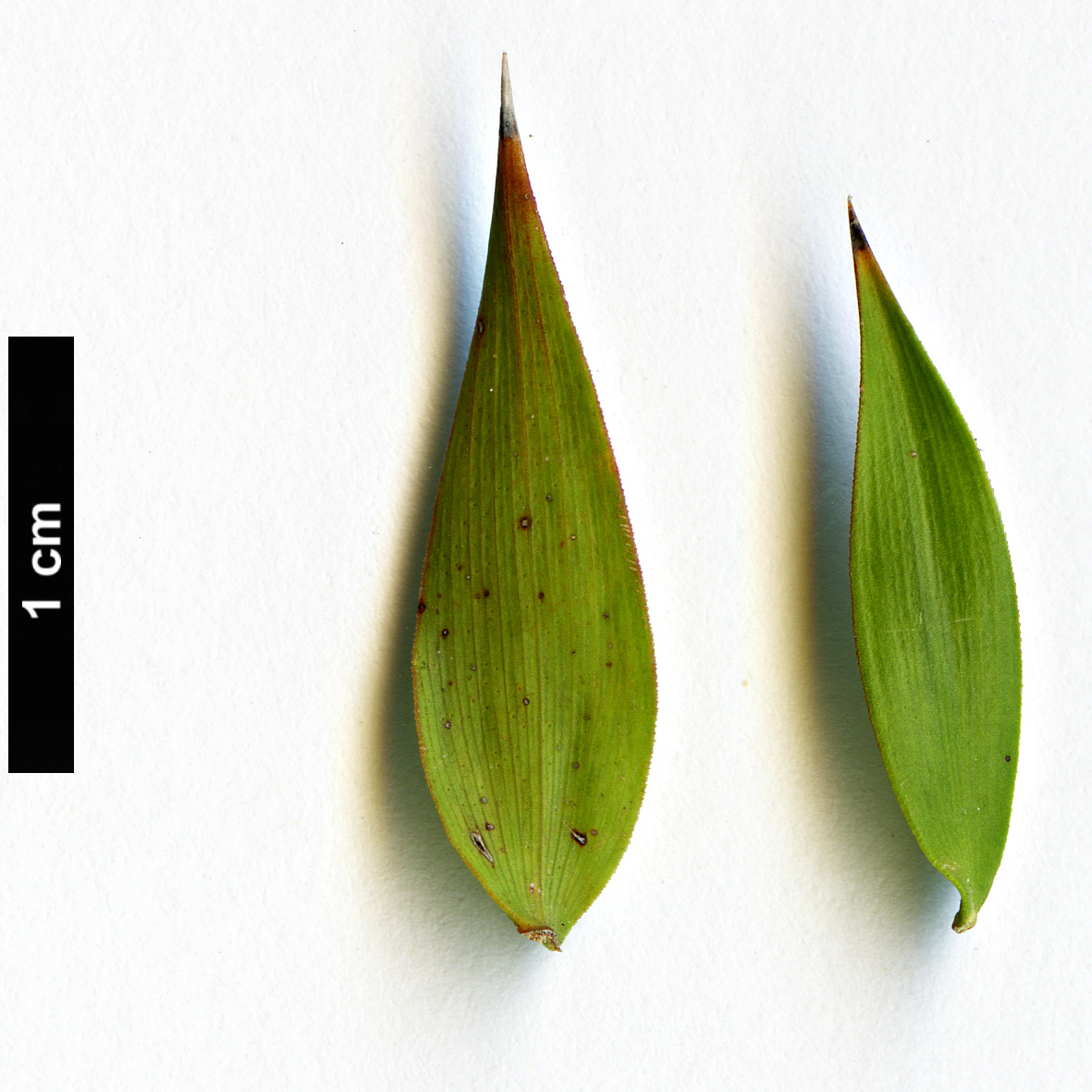 High resolution image: Family: Myrtaceae - Genus: Melaleuca - Taxon: styphellioides