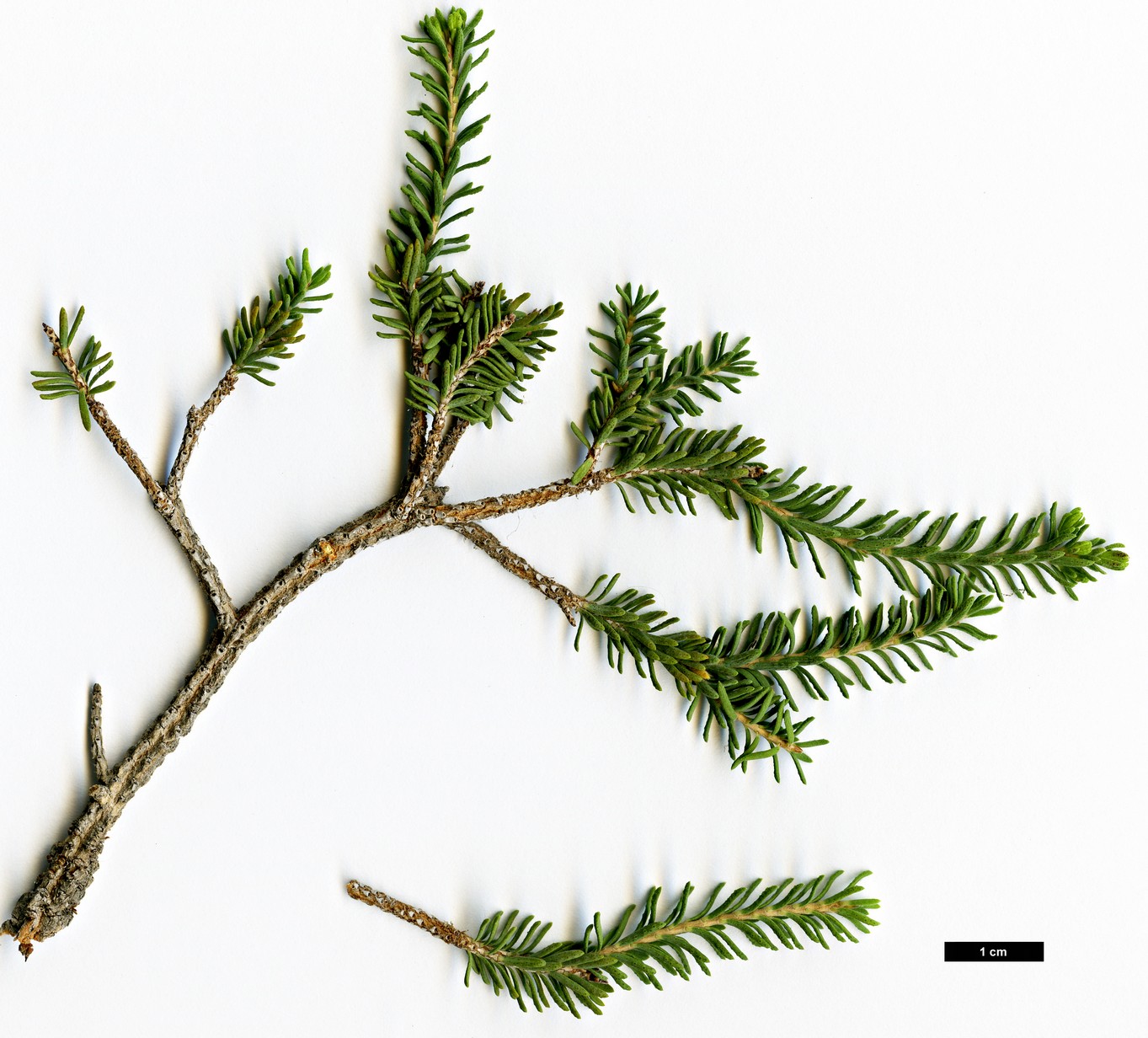 High resolution image: Family: Myrtaceae - Genus: Melaleuca - Taxon: suberosa