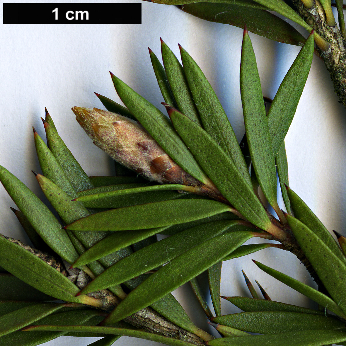 High resolution image: Family: Myrtaceae - Genus: Melaleuca - Taxon: virens