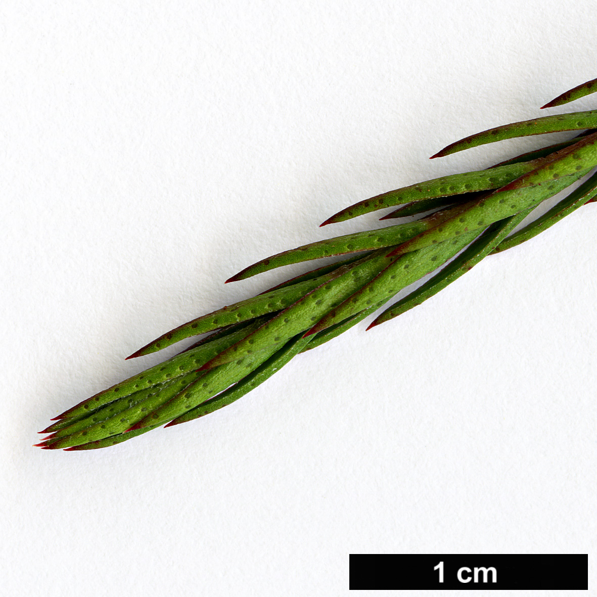 High resolution image: Family: Myrtaceae - Genus: Melaleuca - Taxon: wilsonii