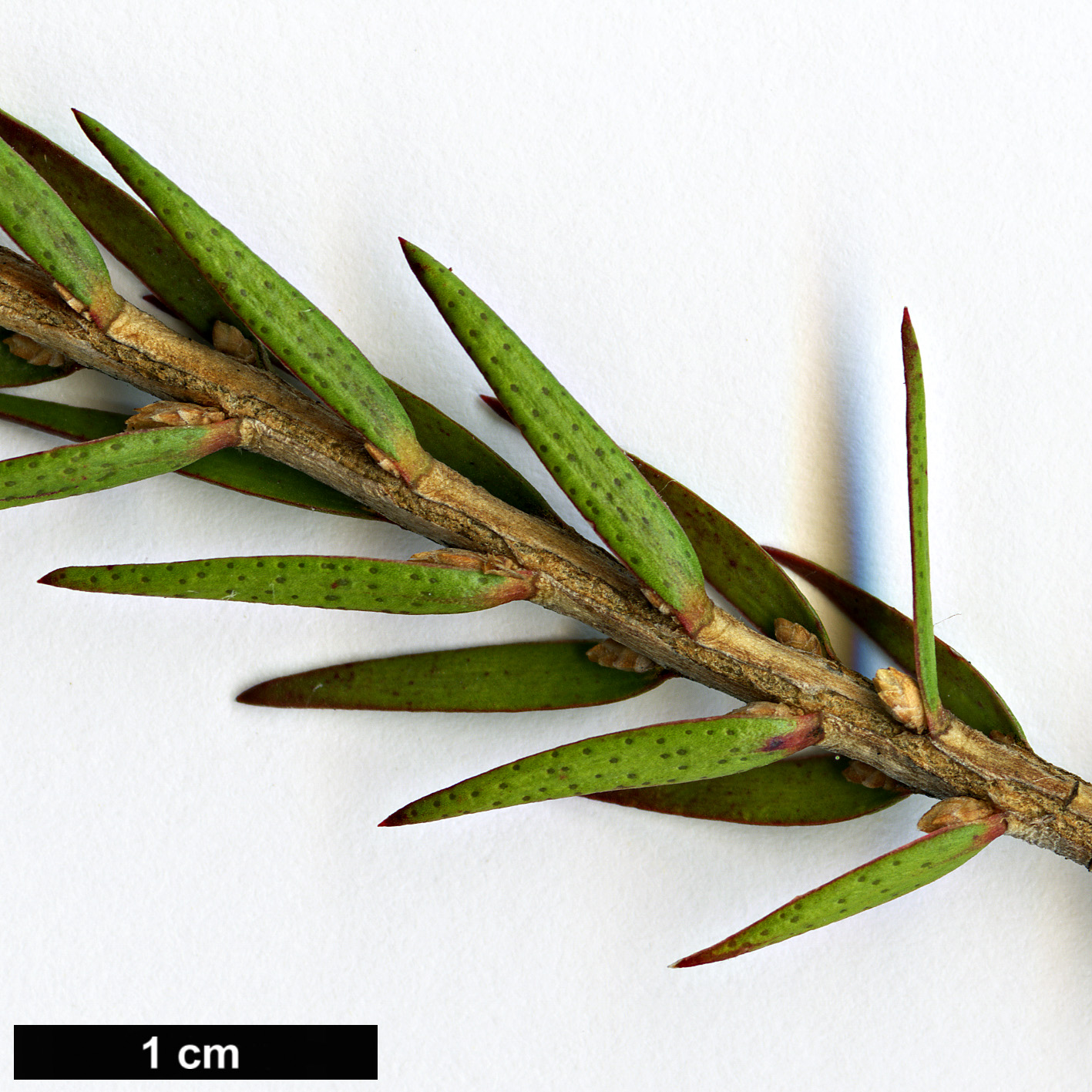 High resolution image: Family: Myrtaceae - Genus: Melaleuca - Taxon: wilsonii