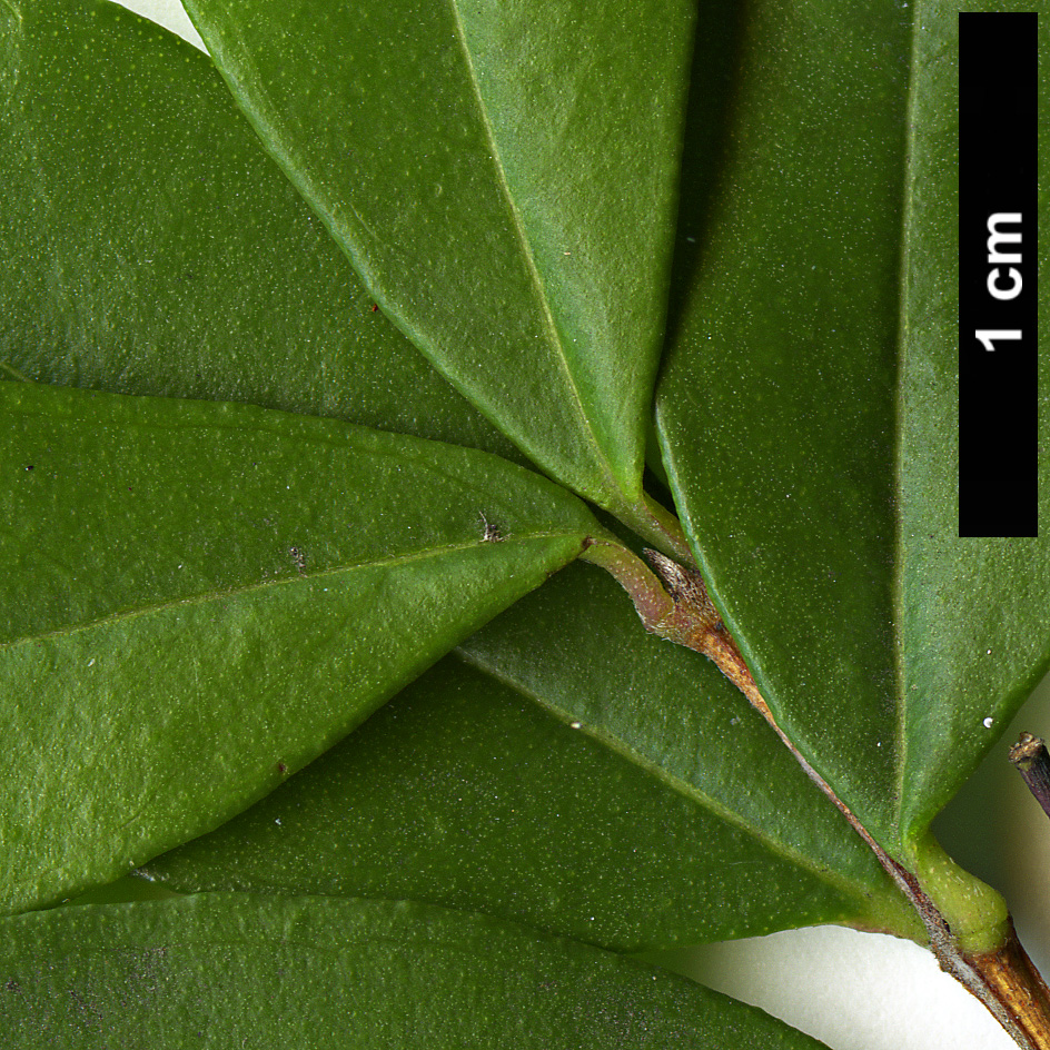 High resolution image: Family: Myrtaceae - Genus: Myrtus - Taxon: communis