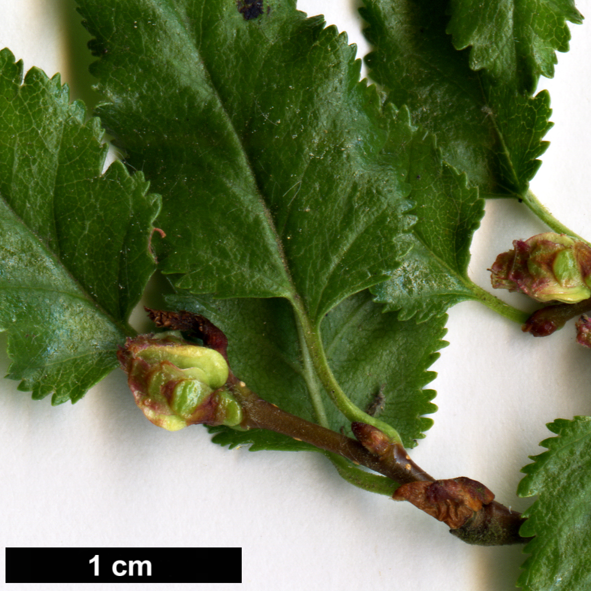 High resolution image: Family: Nothofagaceae - Genus: Nothofagus - Taxon: antarctica