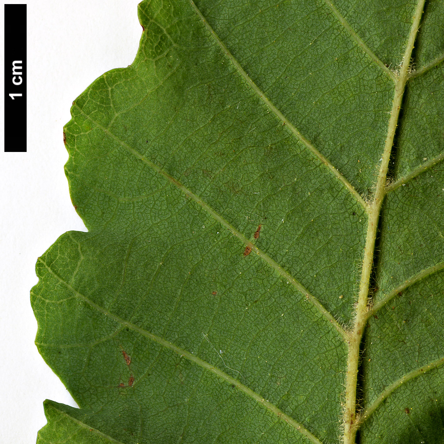 High resolution image: Family: Nothofagaceae - Genus: Nothofagus - Taxon: glauca