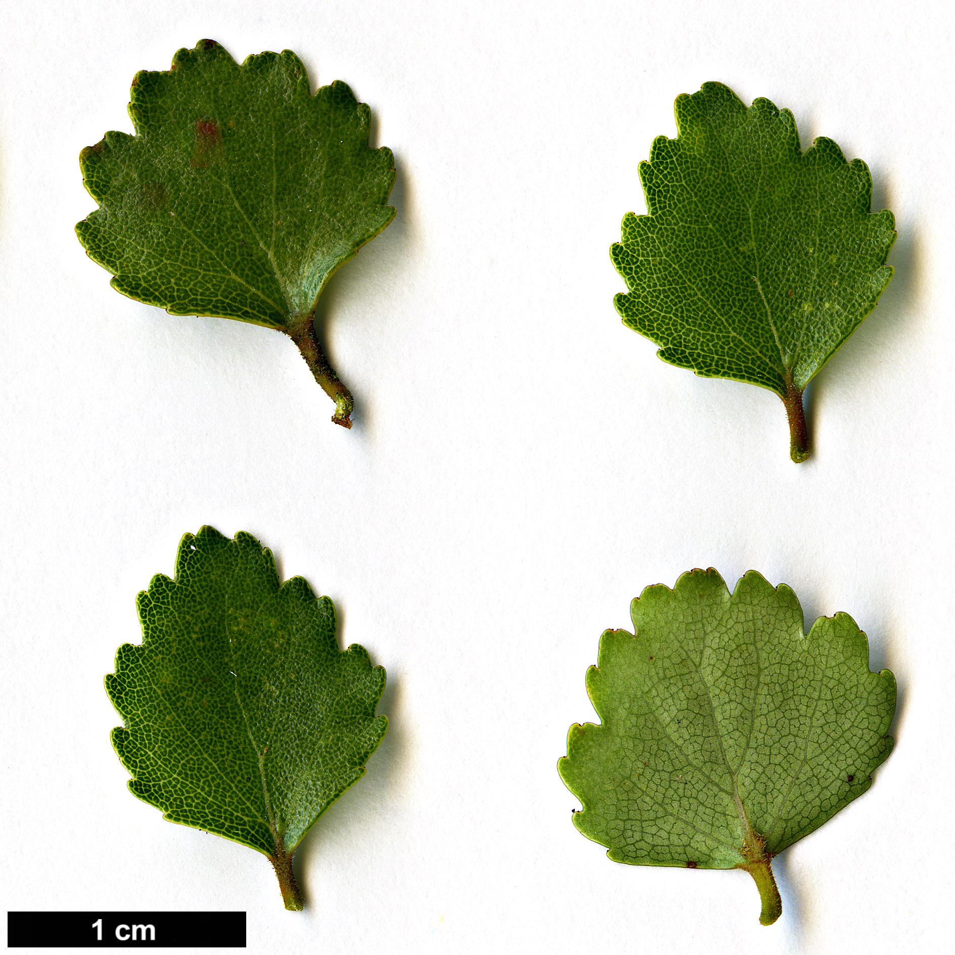 High resolution image: Family: Nothofagaceae - Genus: Nothofagus - Taxon: menziesii
