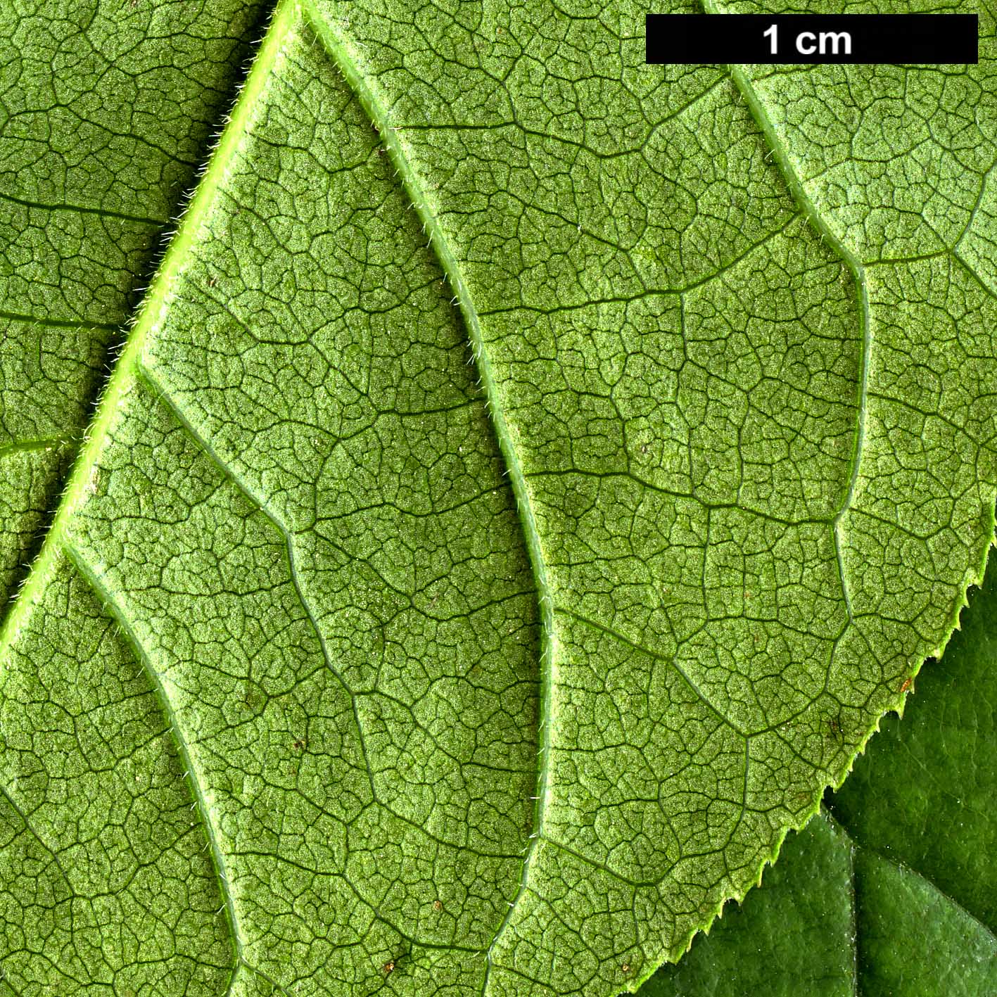 High resolution image: Family: Oleaceae - Genus: Chionanthus - Taxon: retusus