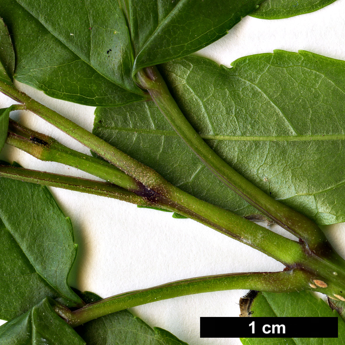 High resolution image: Family: Oleaceae - Genus: Fraxinus - Taxon: baroniana