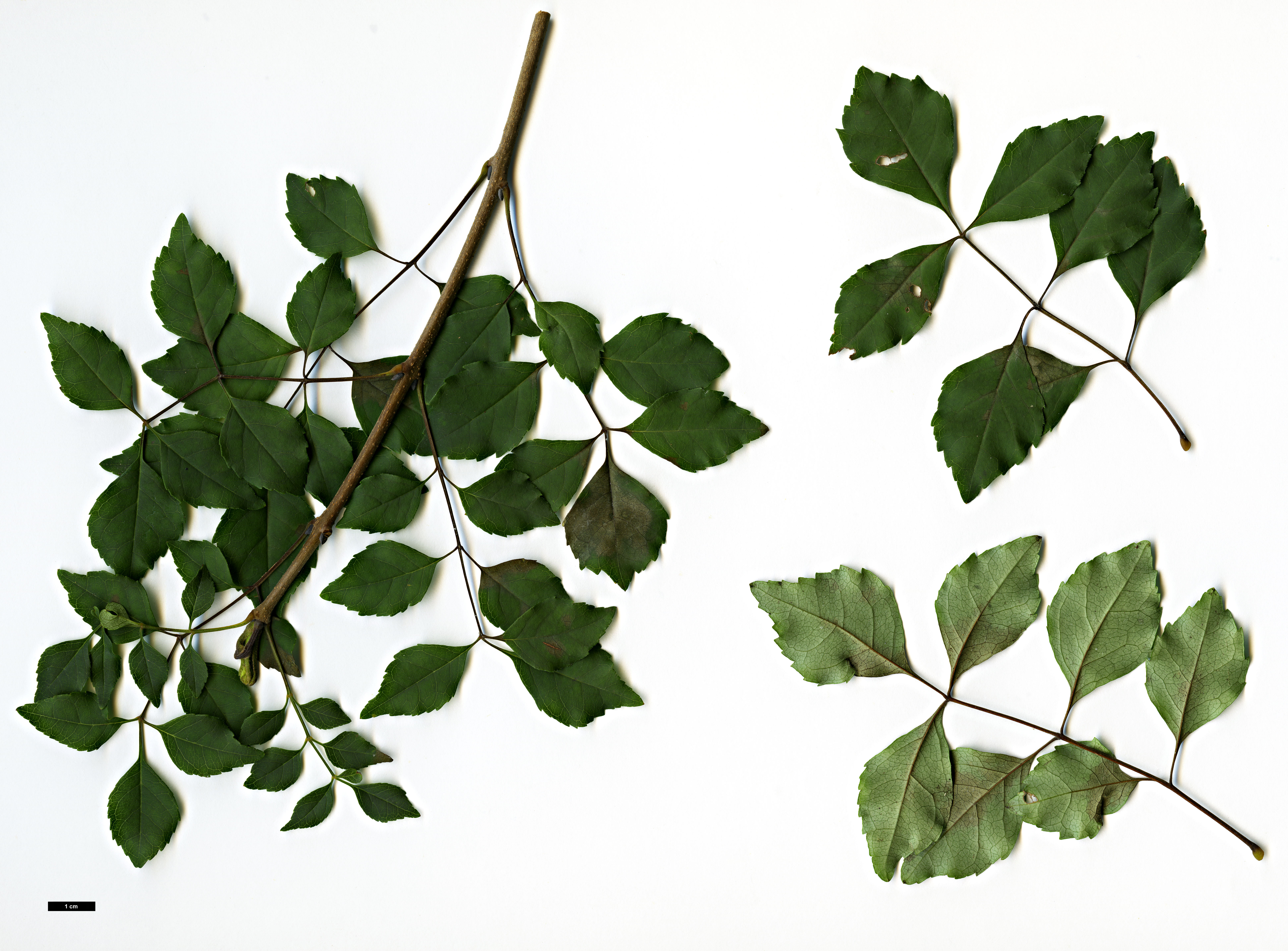 High resolution image: Family: Oleaceae - Genus: Fraxinus - Taxon: bungeana