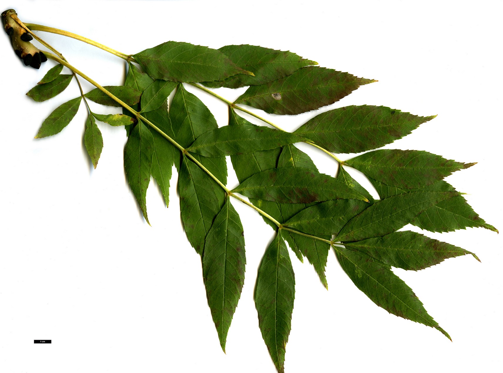 High resolution image: Family: Oleaceae - Genus: Fraxinus - Taxon: excelsior - SpeciesSub: 'Aurea'