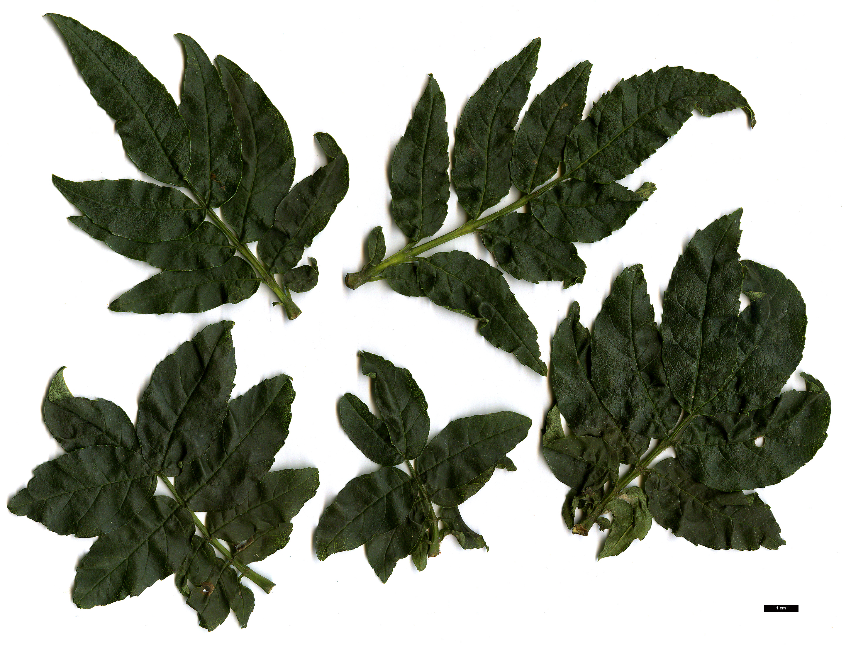 High resolution image: Family: Oleaceae - Genus: Fraxinus - Taxon: excelsior - SpeciesSub: 'Crispa'