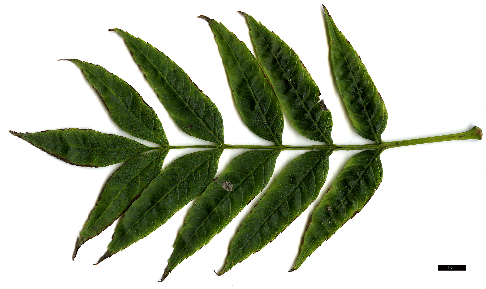 High resolution image: Family: Oleaceae - Genus: Fraxinus - Taxon: excelsior - SpeciesSub: 'Nana'