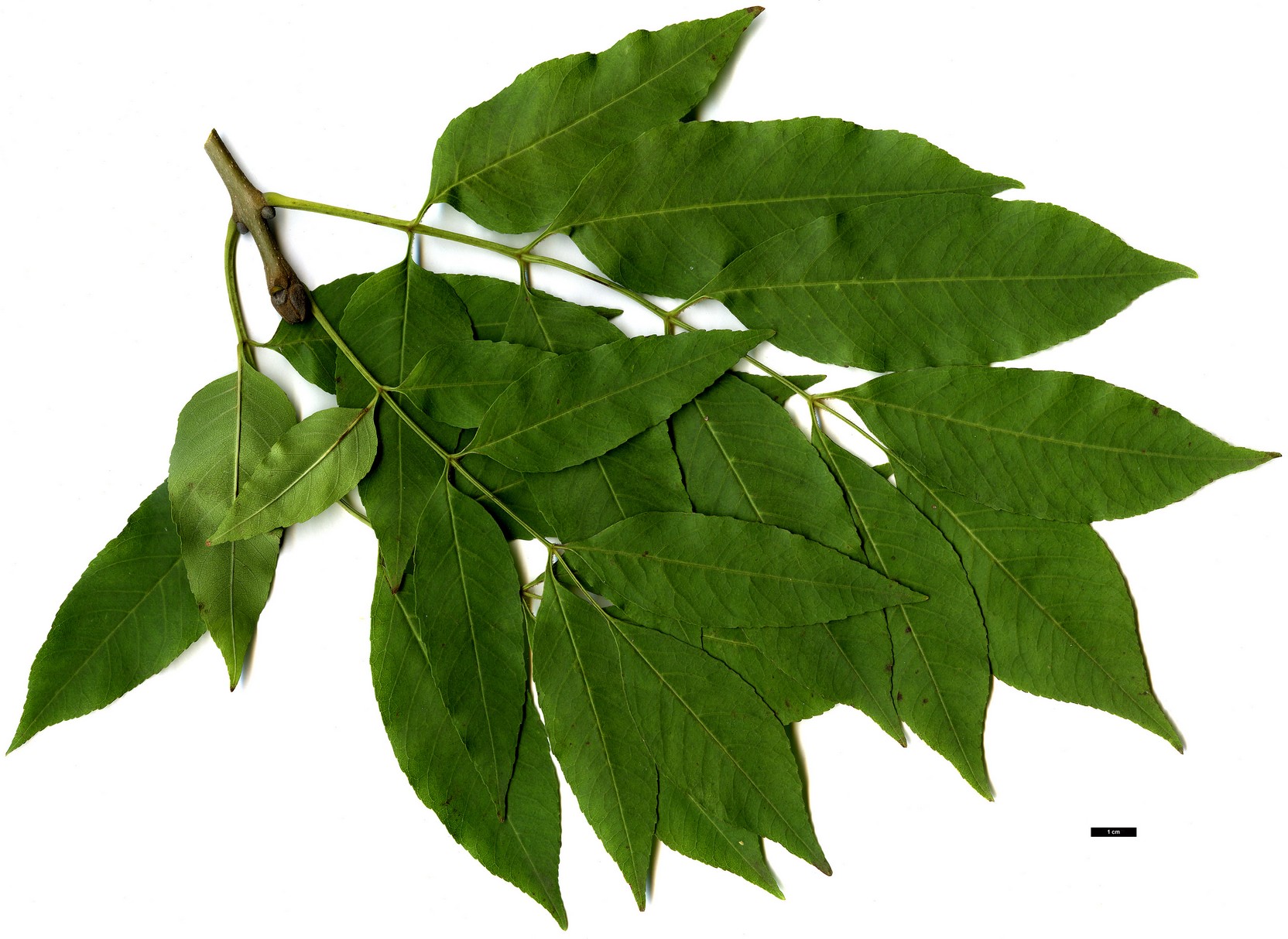 High resolution image: Family: Oleaceae - Genus: Fraxinus - Taxon: ornus