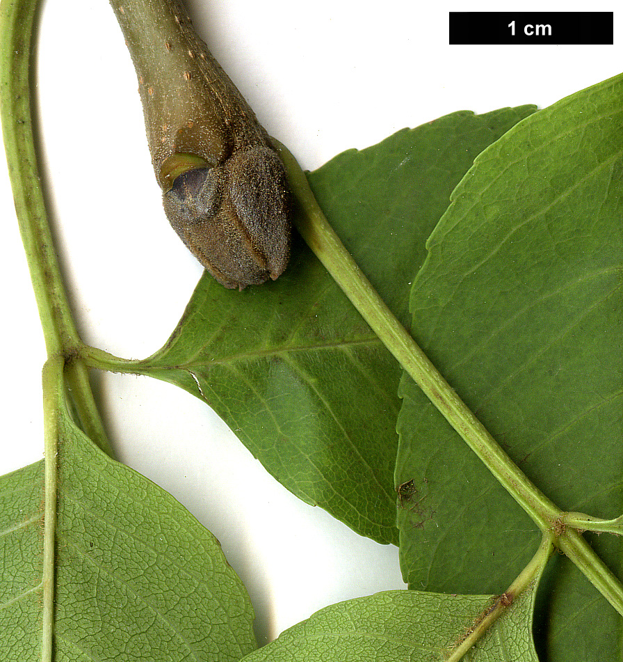 High resolution image: Family: Oleaceae - Genus: Fraxinus - Taxon: ornus