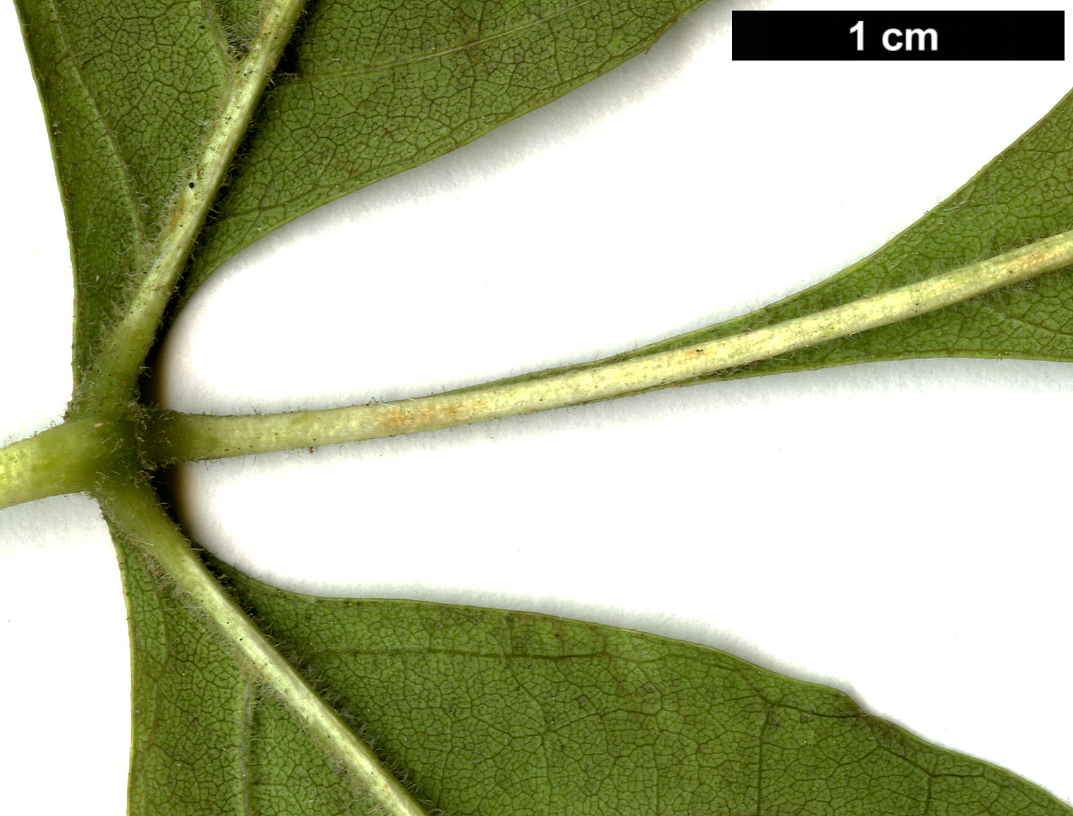 High resolution image: Family: Oleaceae - Genus: Fraxinus - Taxon: pennsylvanica