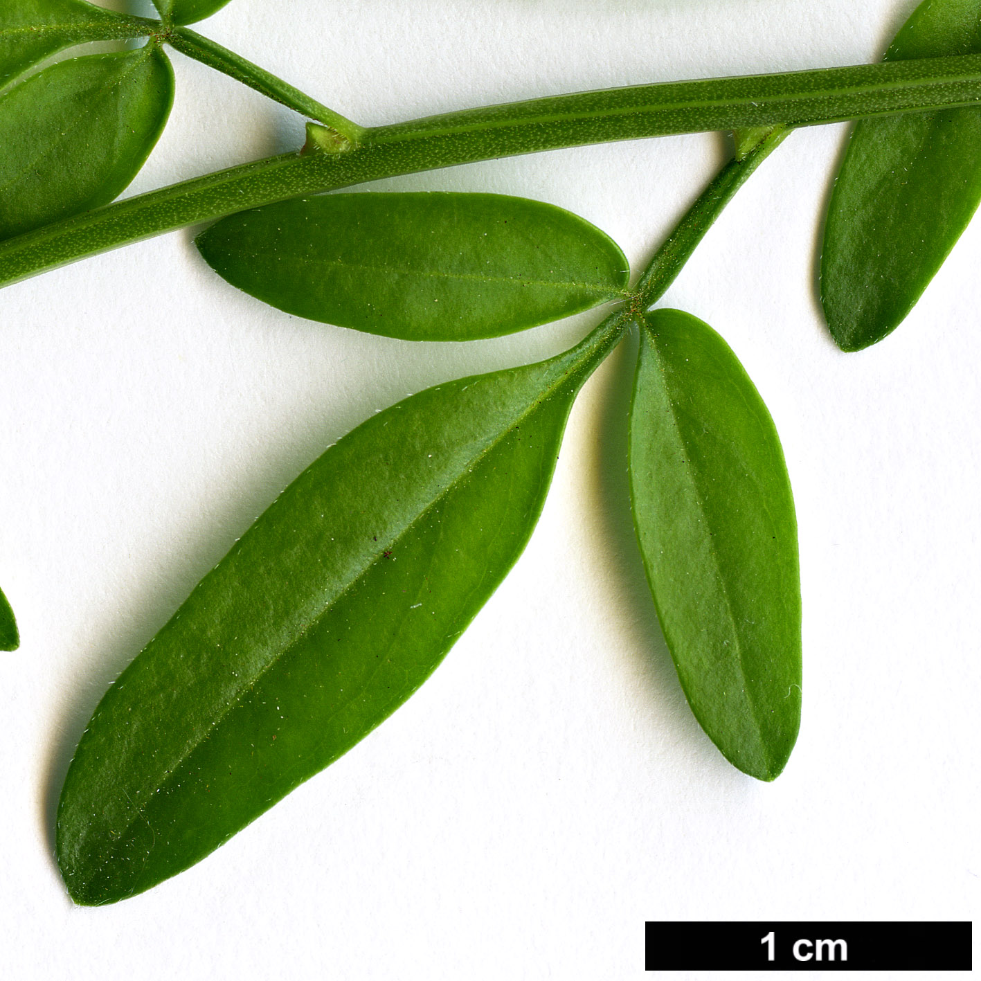 High resolution image: Family: Oleaceae - Genus: Jasminum - Taxon: fruticans