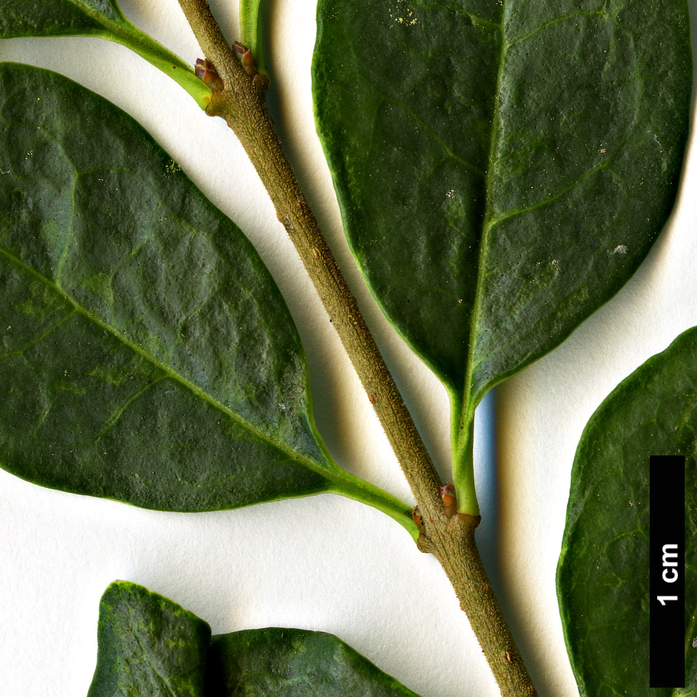 High resolution image: Family: Oleaceae - Genus: Ligustrum - Taxon: delavayanum
