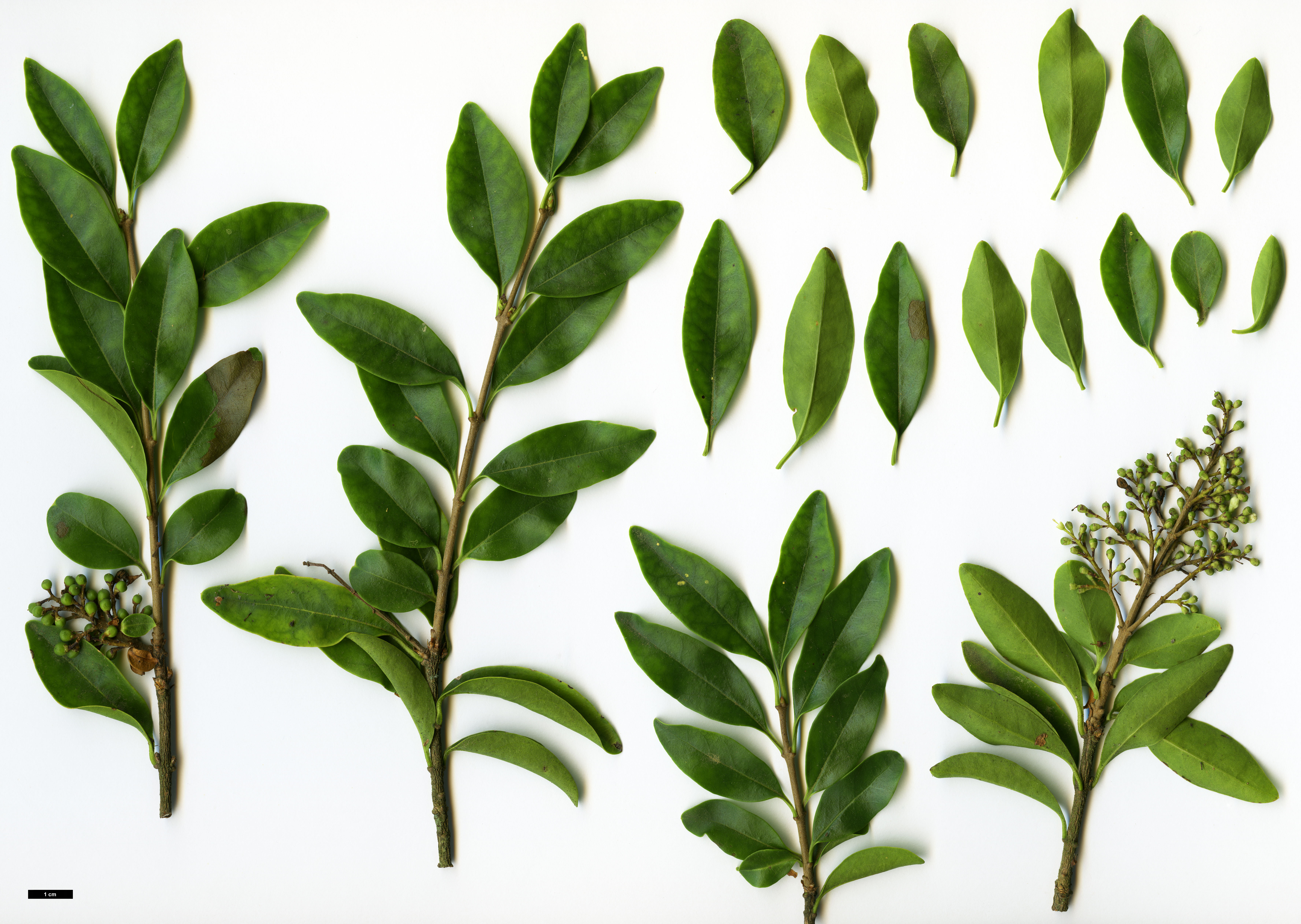 High resolution image: Family: Oleaceae - Genus: Ligustrum - Taxon: delavayanum